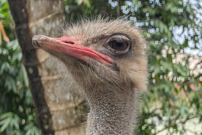 Phuket Bird Park
